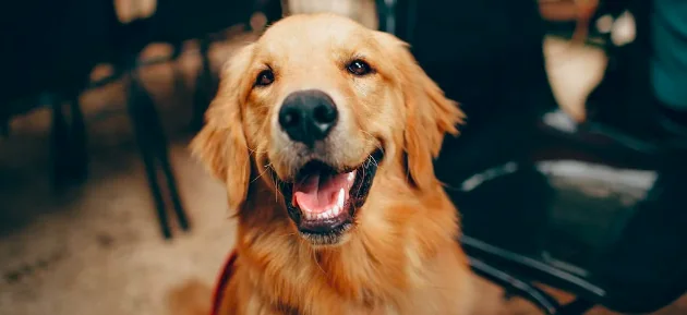 Massaggio al cane, il video fa boom